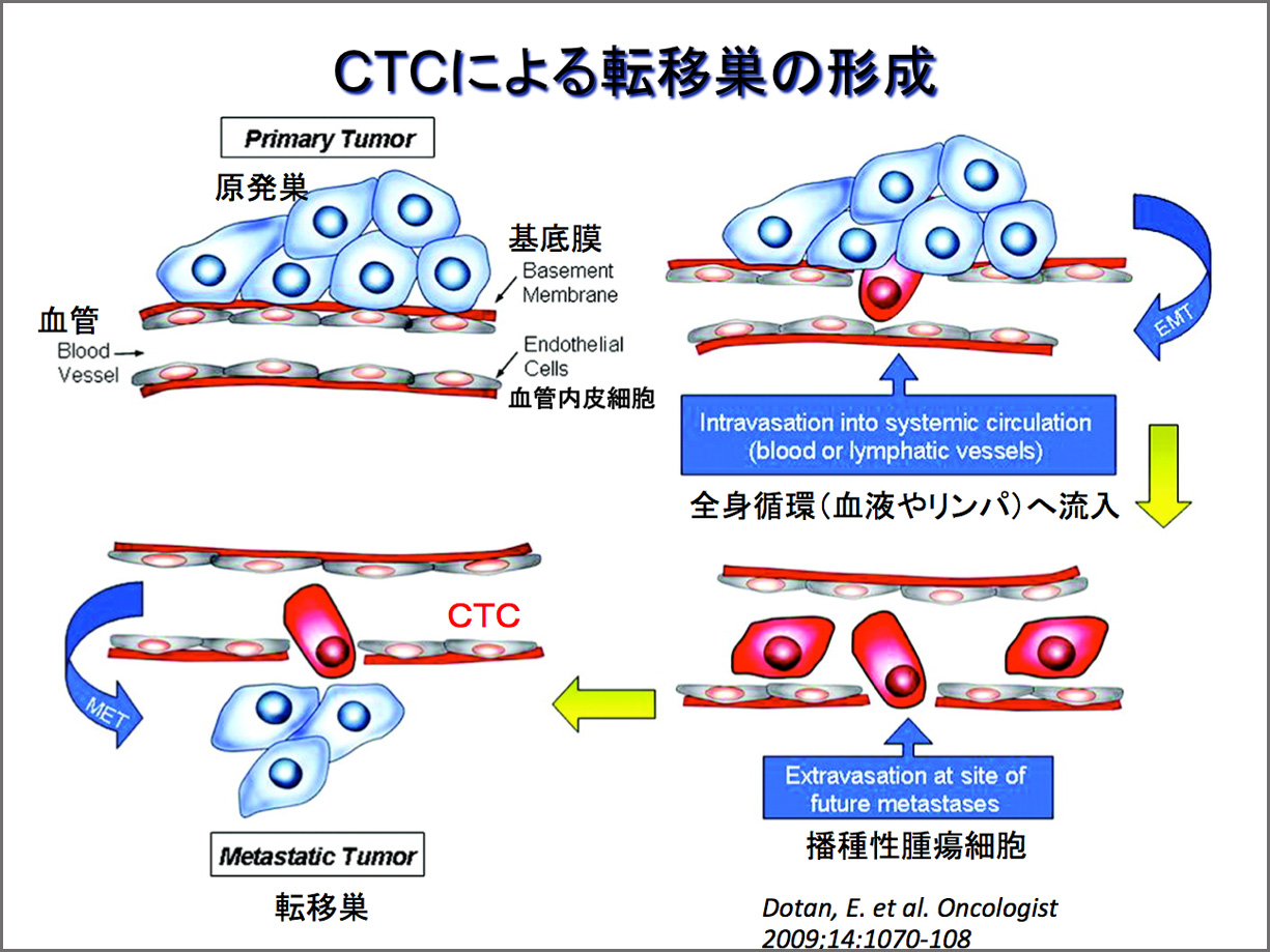 CTCによる転移巣の形成